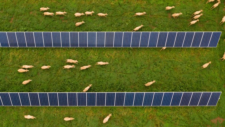 More energy on less land: the drive to shrink solar’s footprint