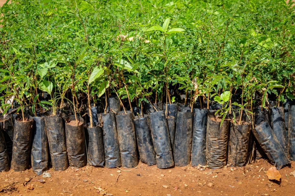 Tree seedlings