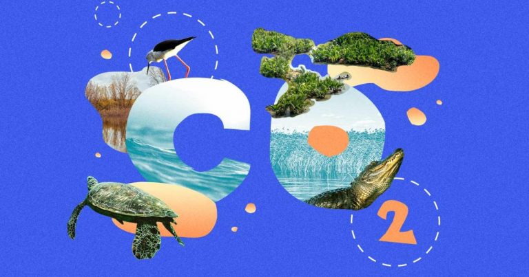 Blue carbon will be the next frontier of carbon crediting