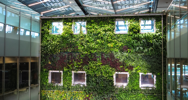 Indoor green walls can improve office workers’ health