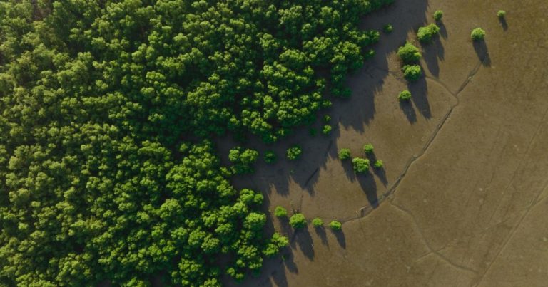 Companies take a ‘yes and’ approach to carbon credits, report says