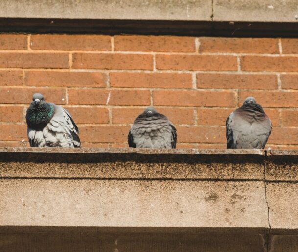 Birds and their effect on your building maintenance