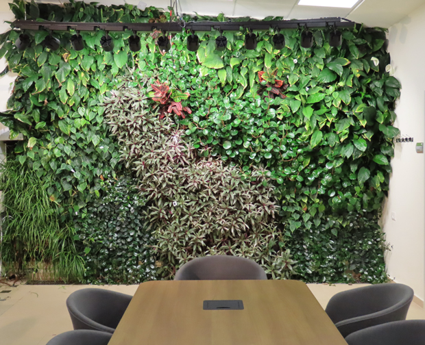 Vertical green-living walls save up to 20% of energy used in closed spaces