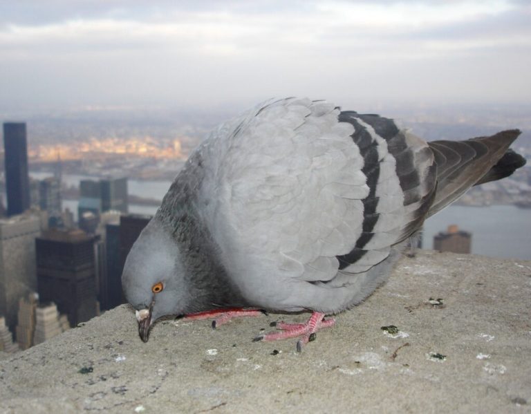 Pest Prevention Strategies that Work