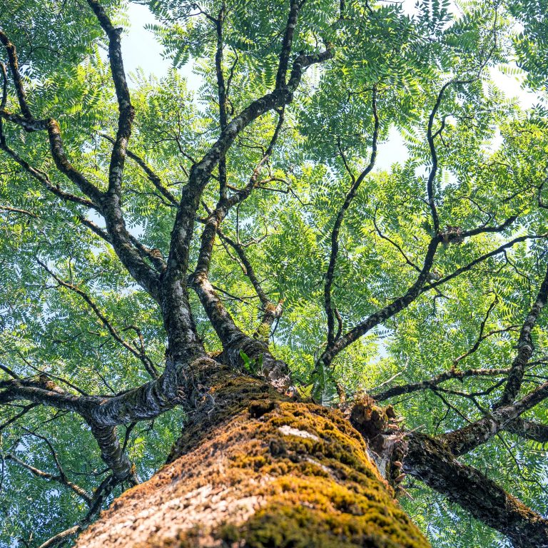 ESG momentum: Seven reported traits that set organizations apart