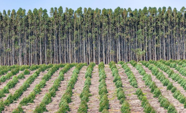 Why nature-based investments could be ESG’s crowning glory