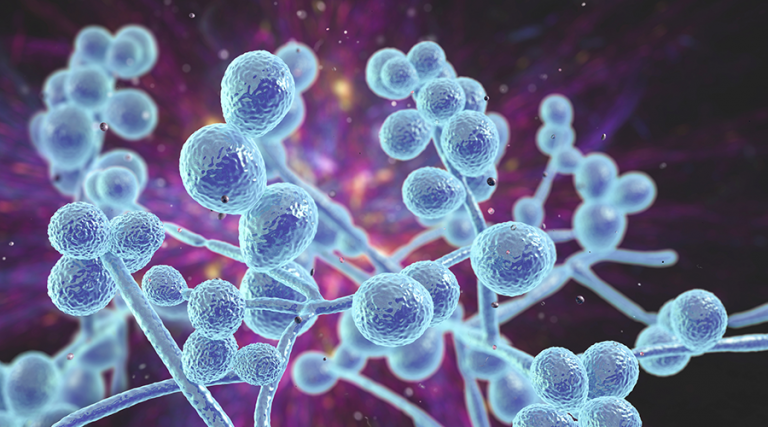 What You Should Know About C. Auris and Biofilm