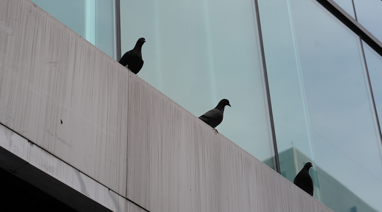 Protecting Birds from Buildings: Myths and Resources