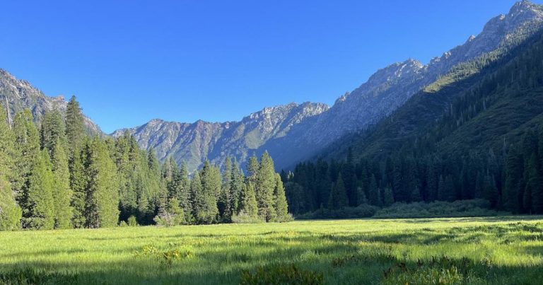 3 ways companies fall short on addressing deforestation