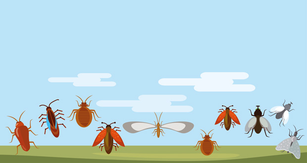 Summer pest problems