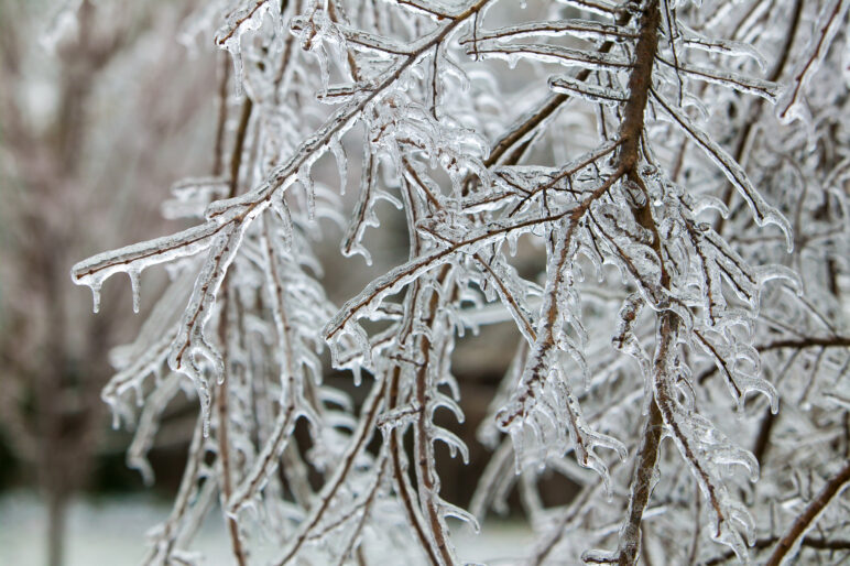Glazed Tree Branch After Winter Ice Storm, Snow and Frozen Rain, Icicles