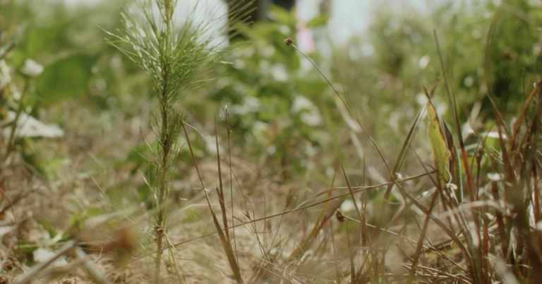 Microsoft signs 15-year deal to remove carbon by replacing forests