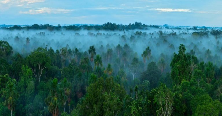 How (and why) to develop a credible deforestation policy in 2024