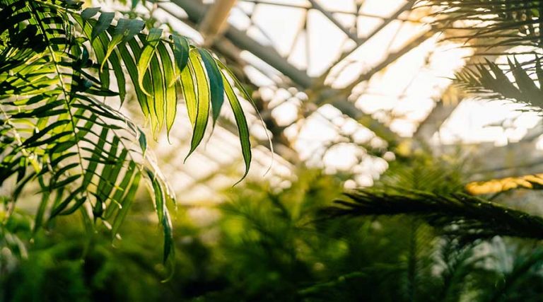 Integrating the Natural World into Healthcare Facilities