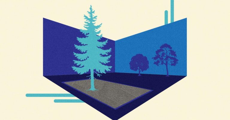 No more funding forests in Cambodia: Interface is ending offsets to go carbon-negative