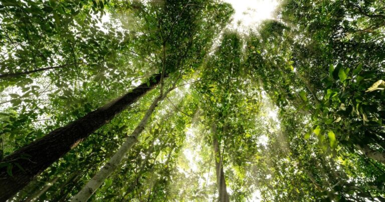 How rethinking carbon markets can forge a path to the green transition