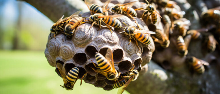 Summer’s most popular pests