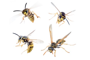 Back to Basics: Pay Attention to 5 Pest Hot Spots in Your Facilities