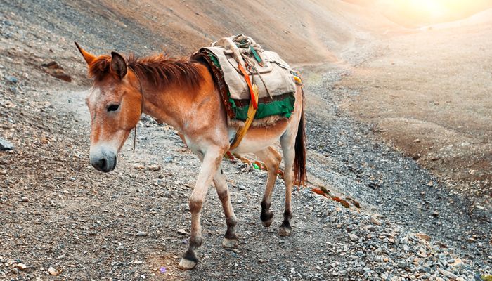 Hybrid work: do you want a mule or a platypus?