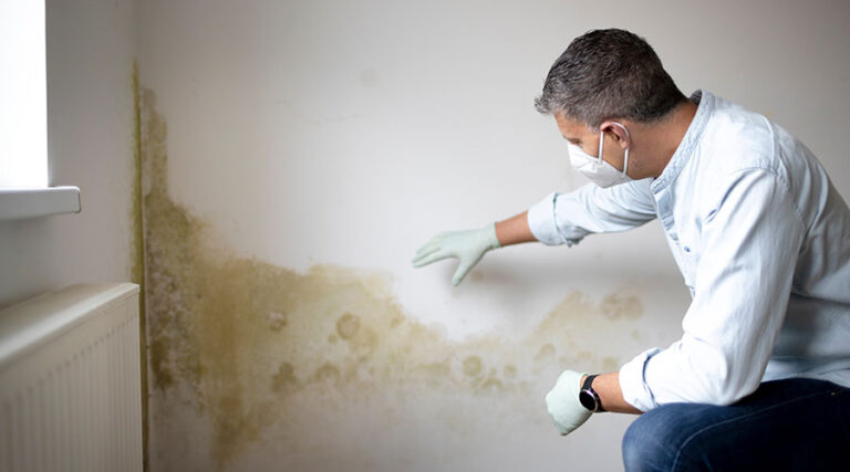 Mold Matters: Strategies for Prevention and Remediation
