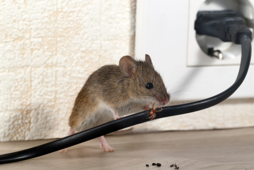 This Winter, Protect Your Facilities from an Influx of Pests