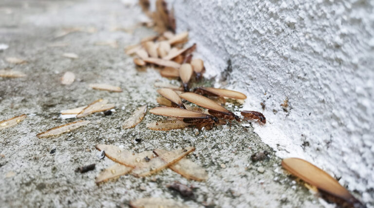 Signs Your Facility Has Termites