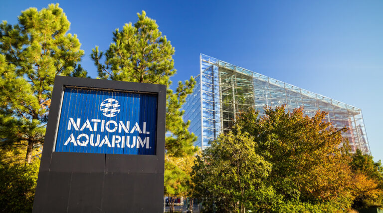 Behind the Scenes at the National Aquarium